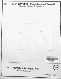 Septoria ludwigiae image